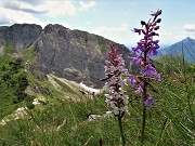 75 Orchidee con vista verso lo Zucco Barbesino